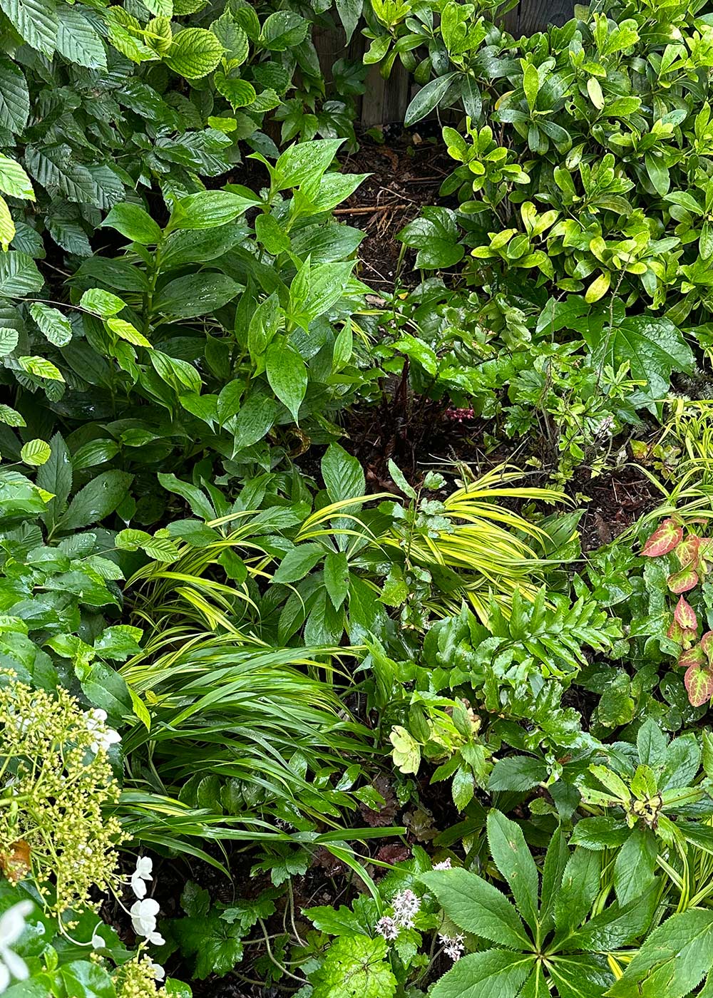 Gartenansicht mit Pflanzen und Gartenmöbeln.